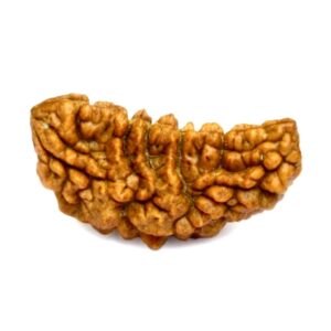 1 Mukhi Rudraksha