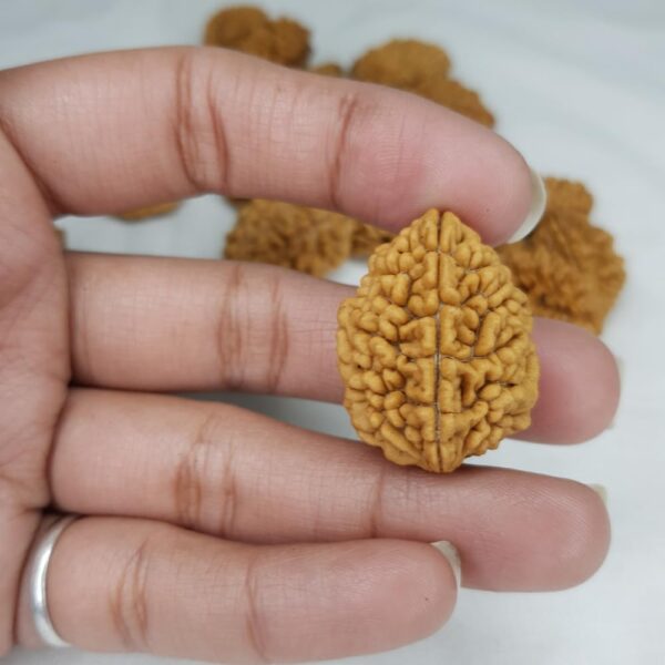 2 Mukhi Rudraksha - Image 4