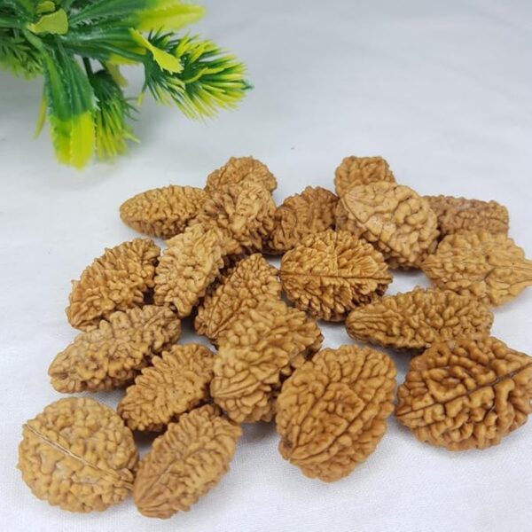 2 Mukhi Rudraksha - Image 3