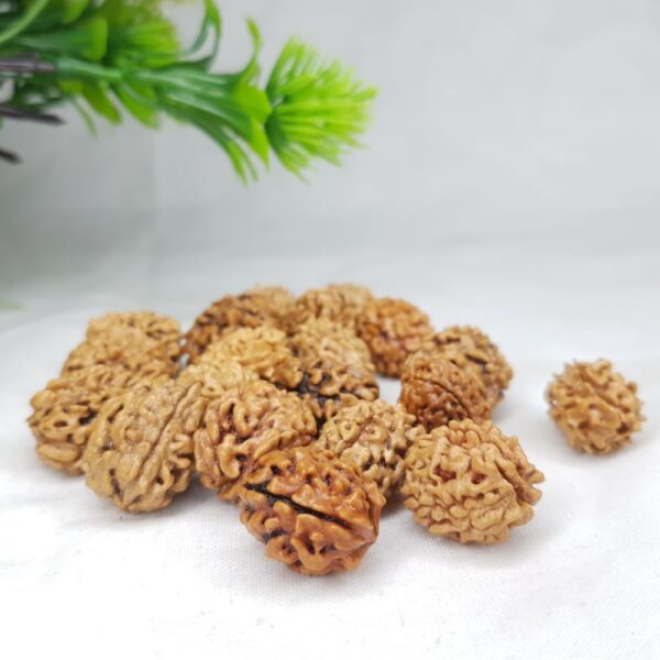 2 Mukhi Rudraksha - Image 2