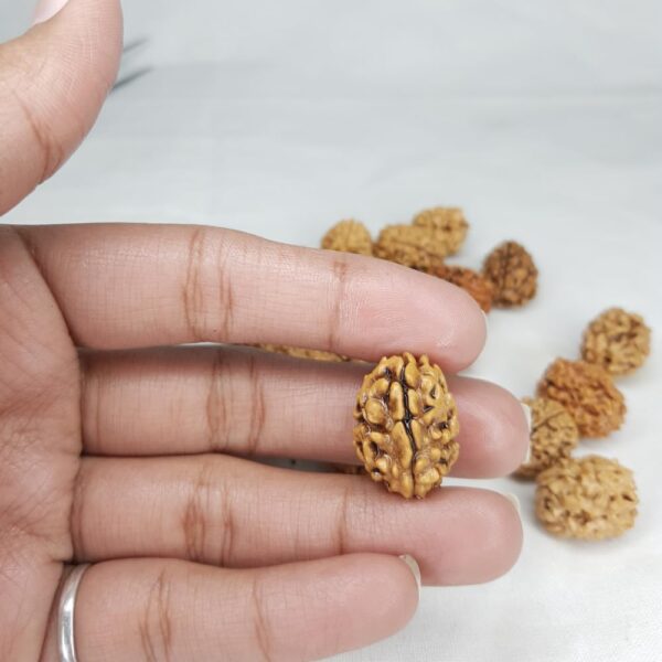 3 Mukhi Rudraksha - Image 4