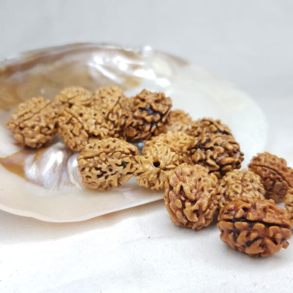 3 Mukhi Rudraksha - Image 5