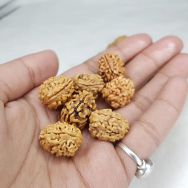 3 Mukhi Rudraksha - Image 6