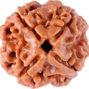 4 Mukhi Rudraksha