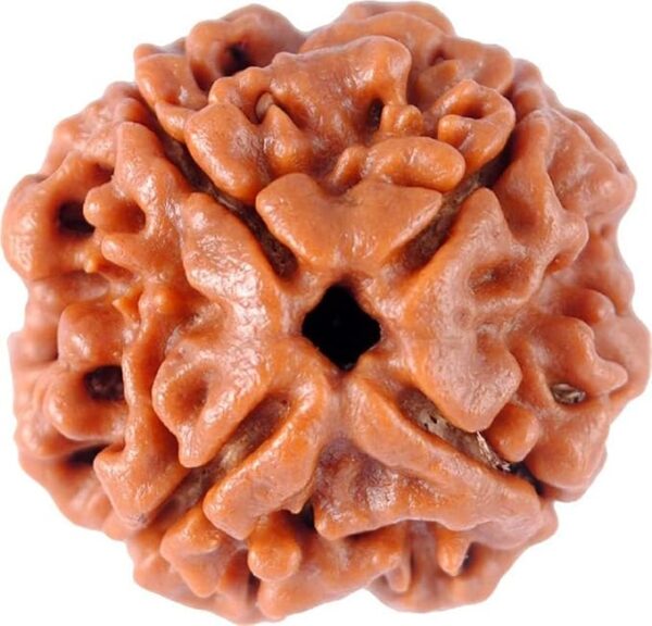4 Mukhi Rudraksha