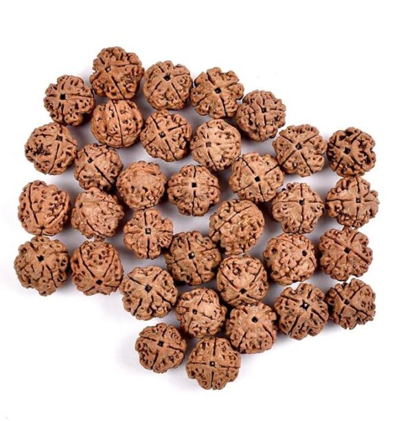 4 Mukhi Rudraksha - Image 2