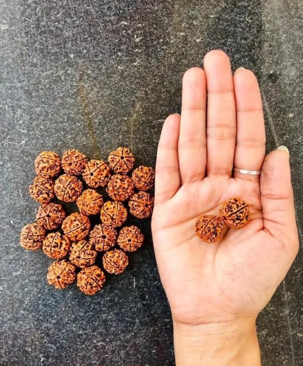 5 Mukhi Rudraksha - Image 4