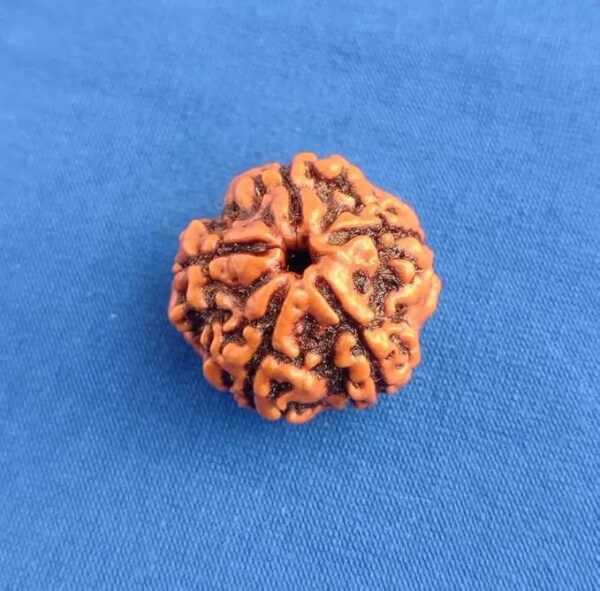 5 Mukhi Rudraksha - Image 2