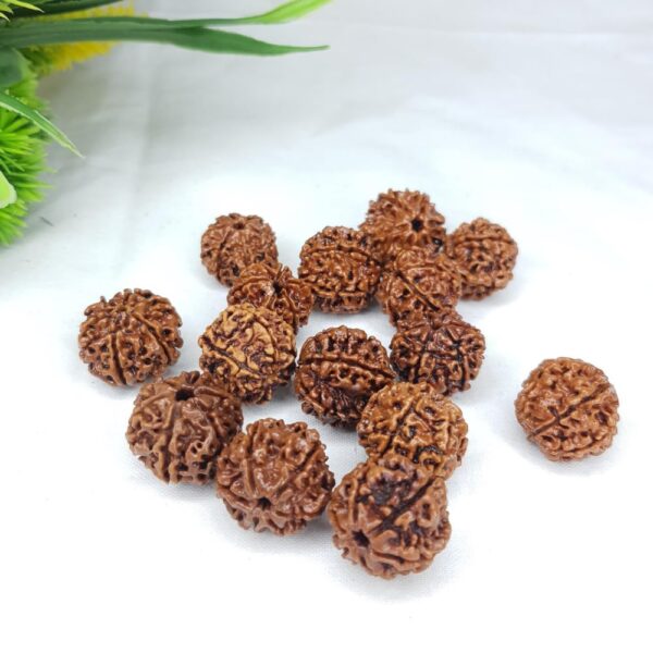 6 Mukhi Rudraksha - Image 5