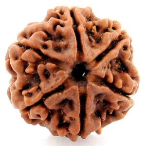 6 Mukhi Rudraksha