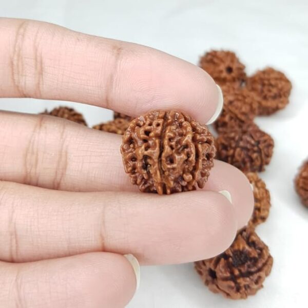 6 Mukhi Rudraksha - Image 4