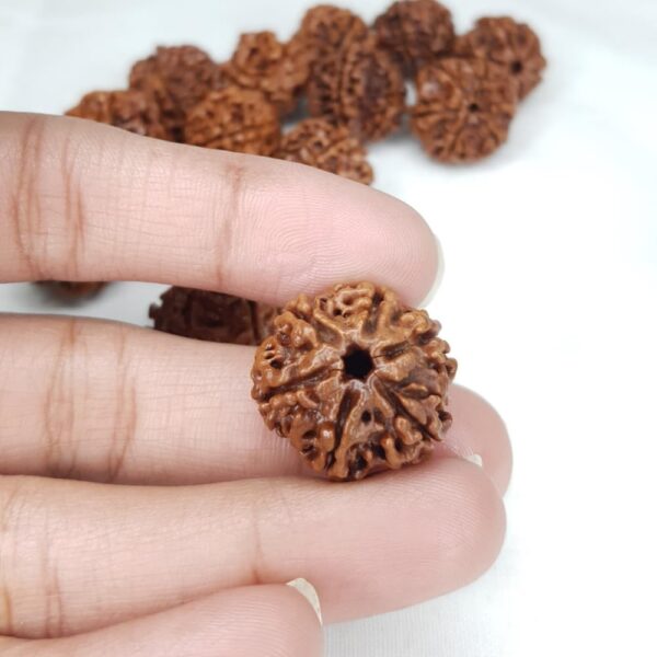 6 Mukhi Rudraksha - Image 3