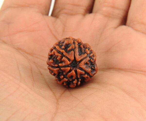 7 Mukhi Rudraksh - Image 10