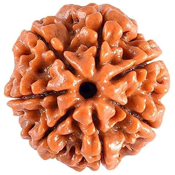 7 Mukhi Rudraksh - Image 7