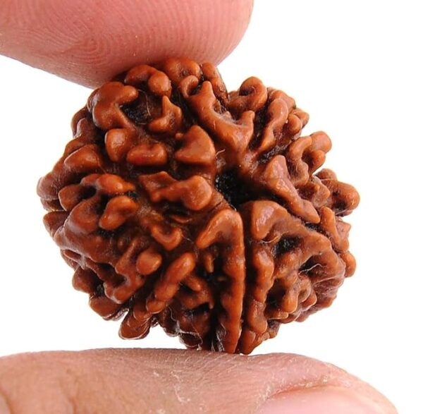 7 Mukhi Rudraksh - Image 6