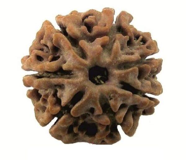 7 Mukhi Rudraksh - Image 5