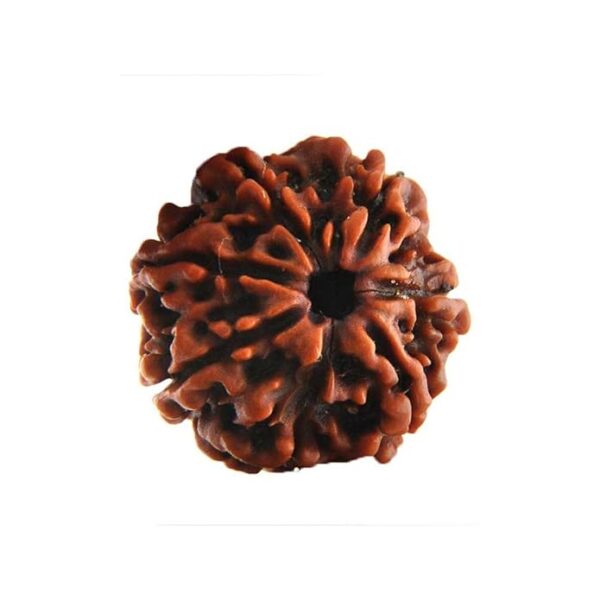 7 Mukhi Rudraksh - Image 4
