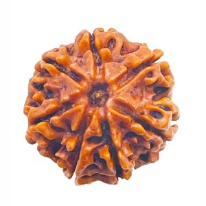 7 Mukhi Rudraksh