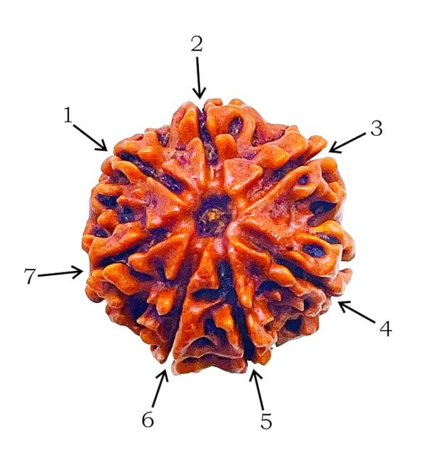 7 Mukhi Rudraksh - Image 3