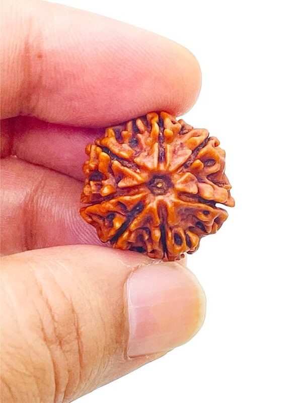 7 Mukhi Rudraksh - Image 8