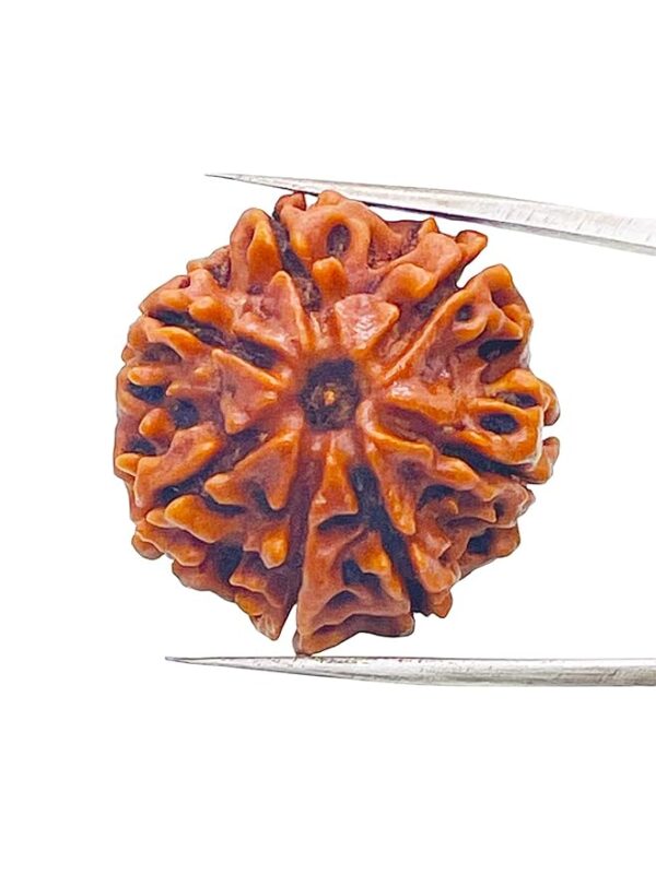 7 Mukhi Rudraksh - Image 9