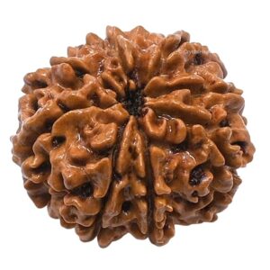 8 Mukhi Rudraksha