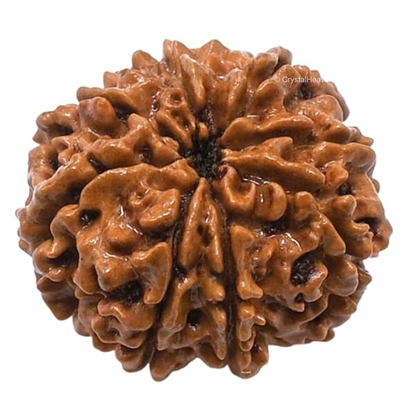 8 Mukhi Rudraksha