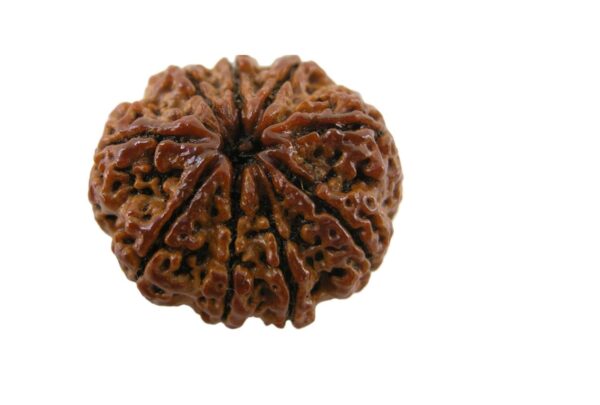 9 Mukhi Rudraksha - Image 6
