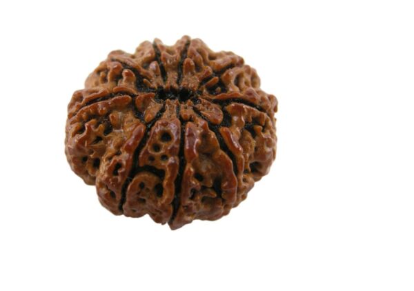 9 Mukhi Rudraksha - Image 7