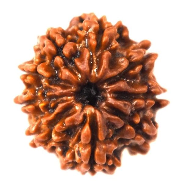 9 Mukhi Rudraksha - Image 5