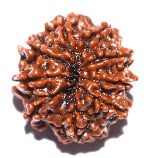 9 Mukhi Rudraksha - Image 4