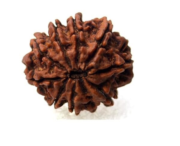 9 Mukhi Rudraksha - Image 3