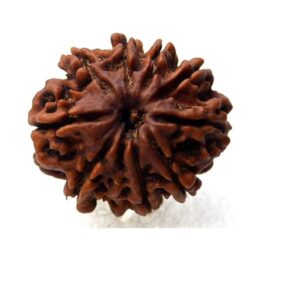 9 Mukhi Rudraksha