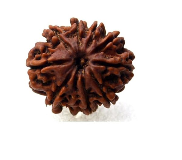 9 Mukhi Rudraksha